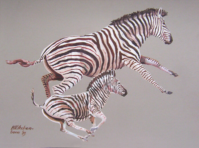 Bild Zwei galoppierende Zebras von Uli Aschenborn